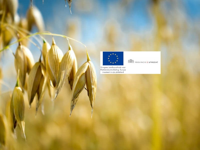 Waterlinie Oat Beer – New Dutch Waterline